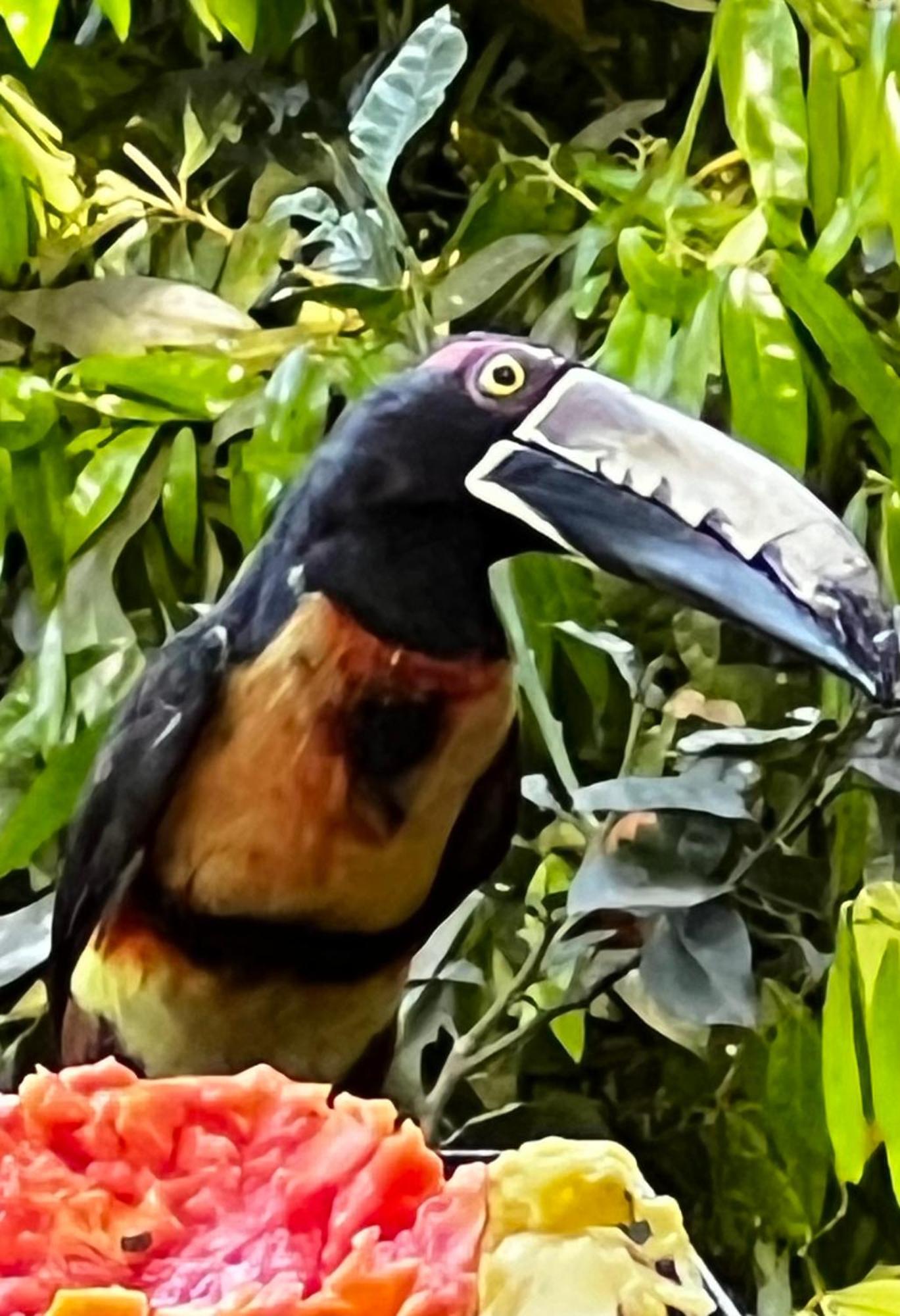 El Valle De Anton La Chachalaca Bagian luar foto