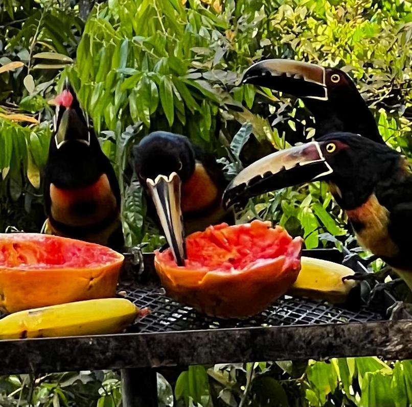 El Valle De Anton La Chachalaca Bagian luar foto