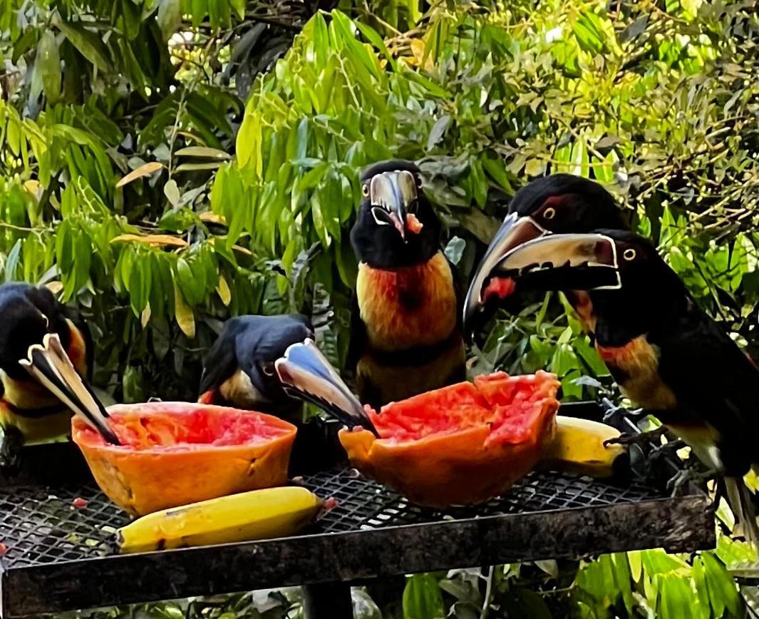 El Valle De Anton La Chachalaca Bagian luar foto